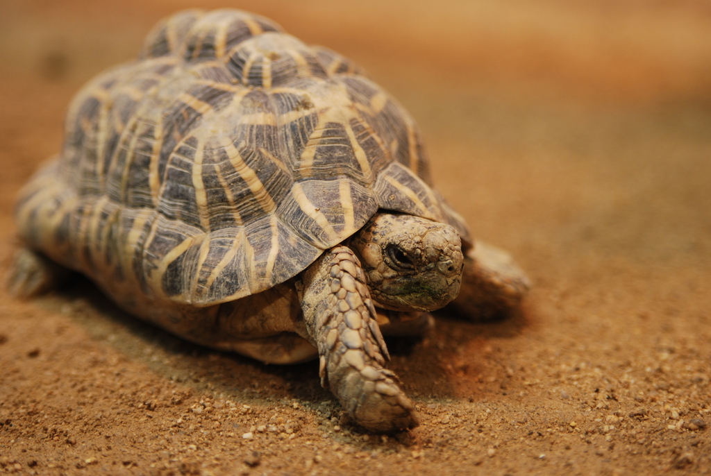Indian Star Tortoise reference