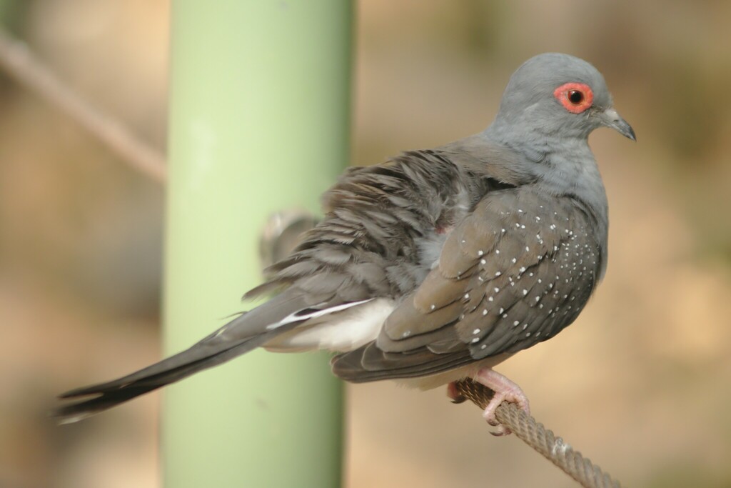 Diamond Dove reference