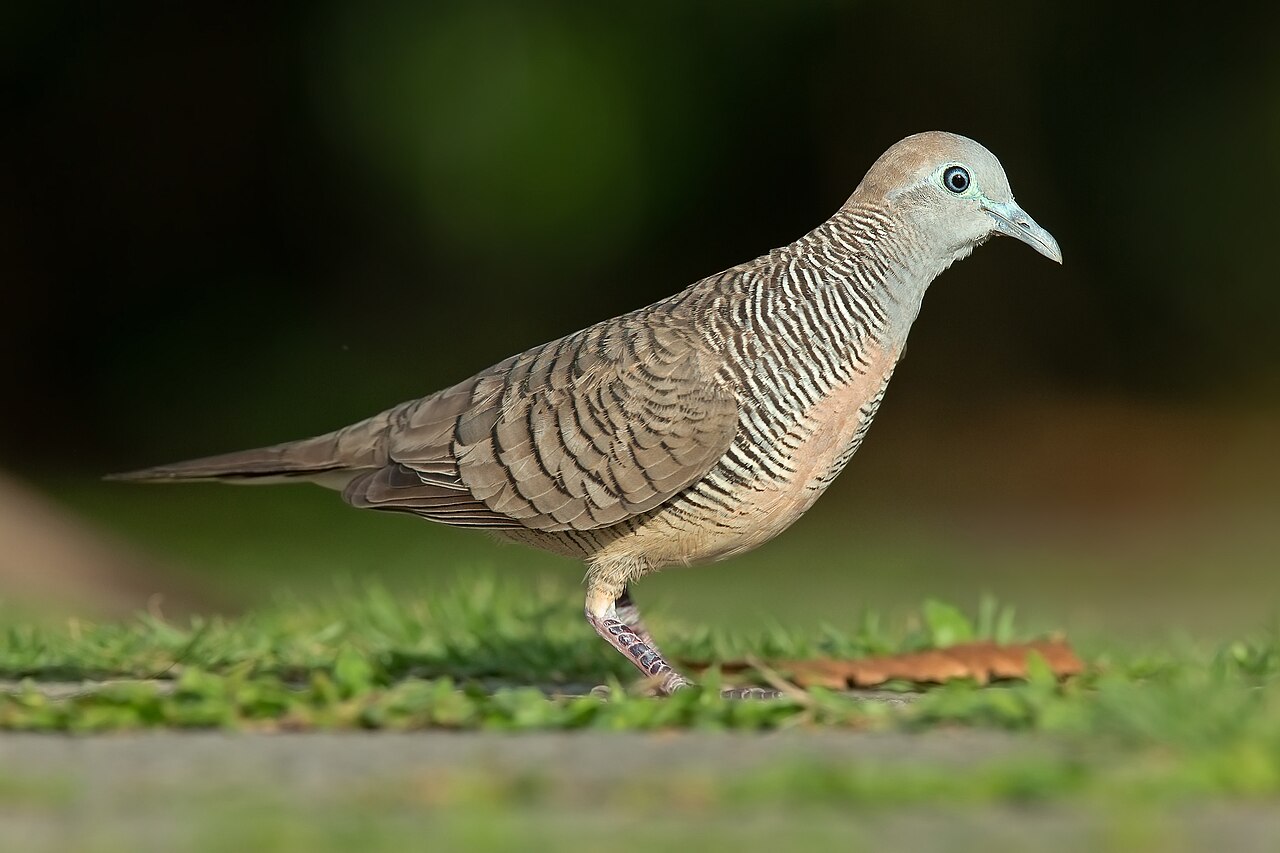 Zebra Dove reference