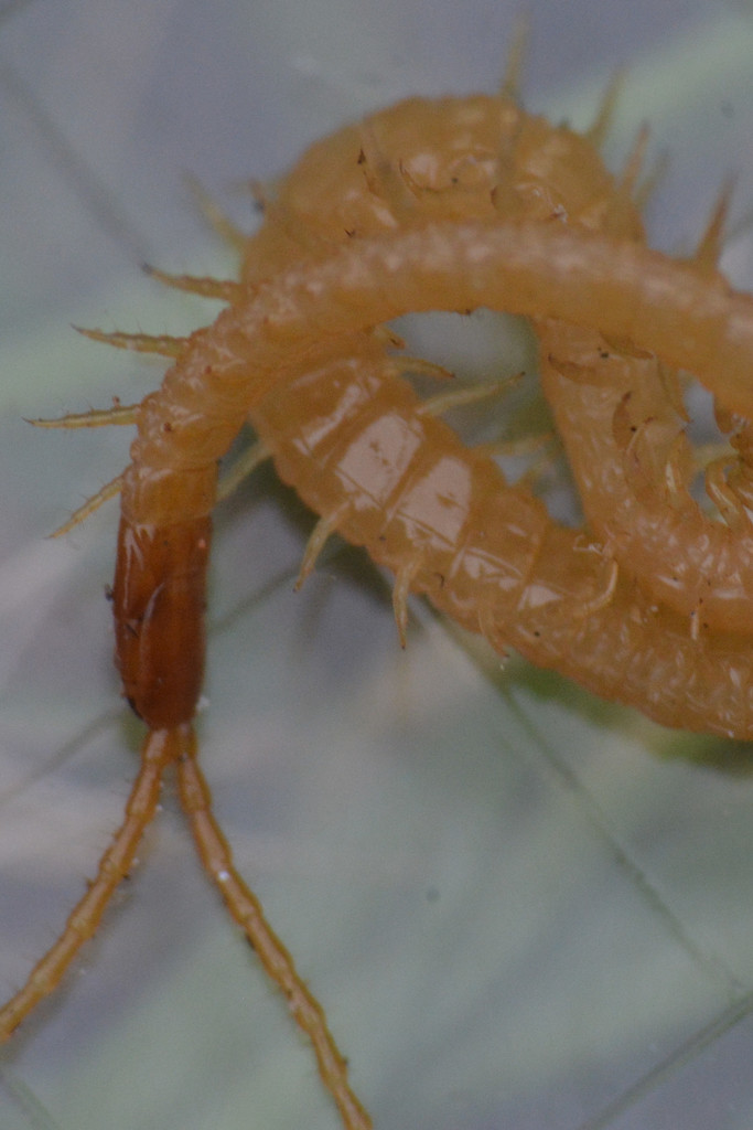 Boreal Yellow-headed Soil Centipede reference