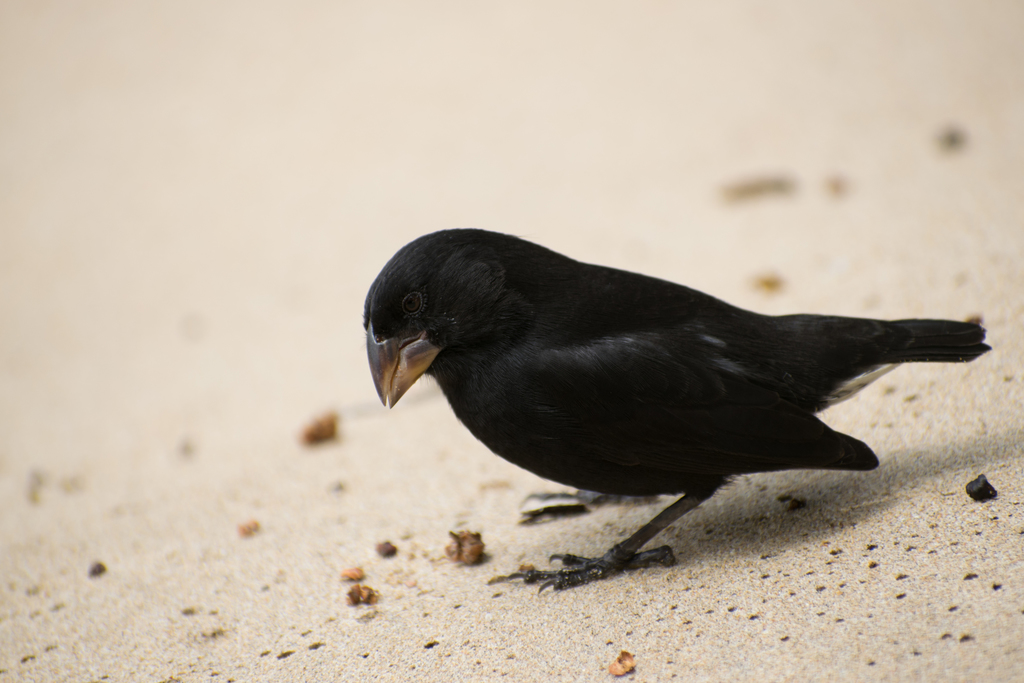 Medium Ground-Finch reference