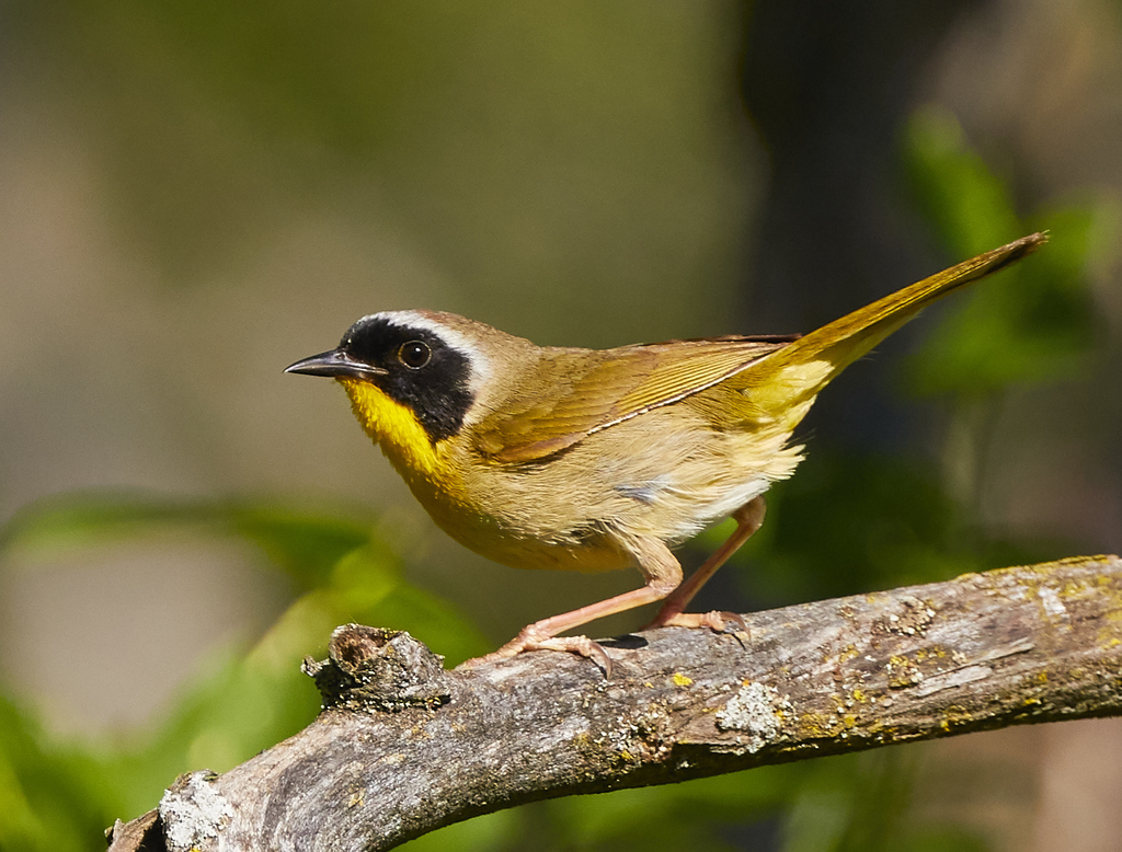 Common Yellowthroat reference