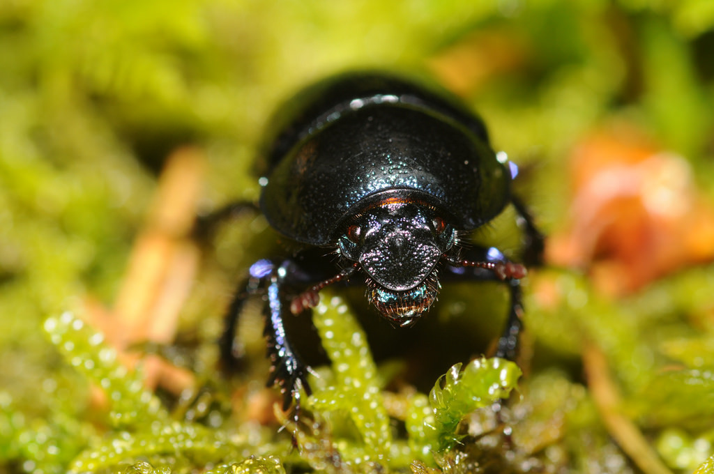 Common Dor Beetle reference