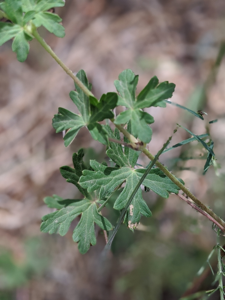 pinewoods geranium reference