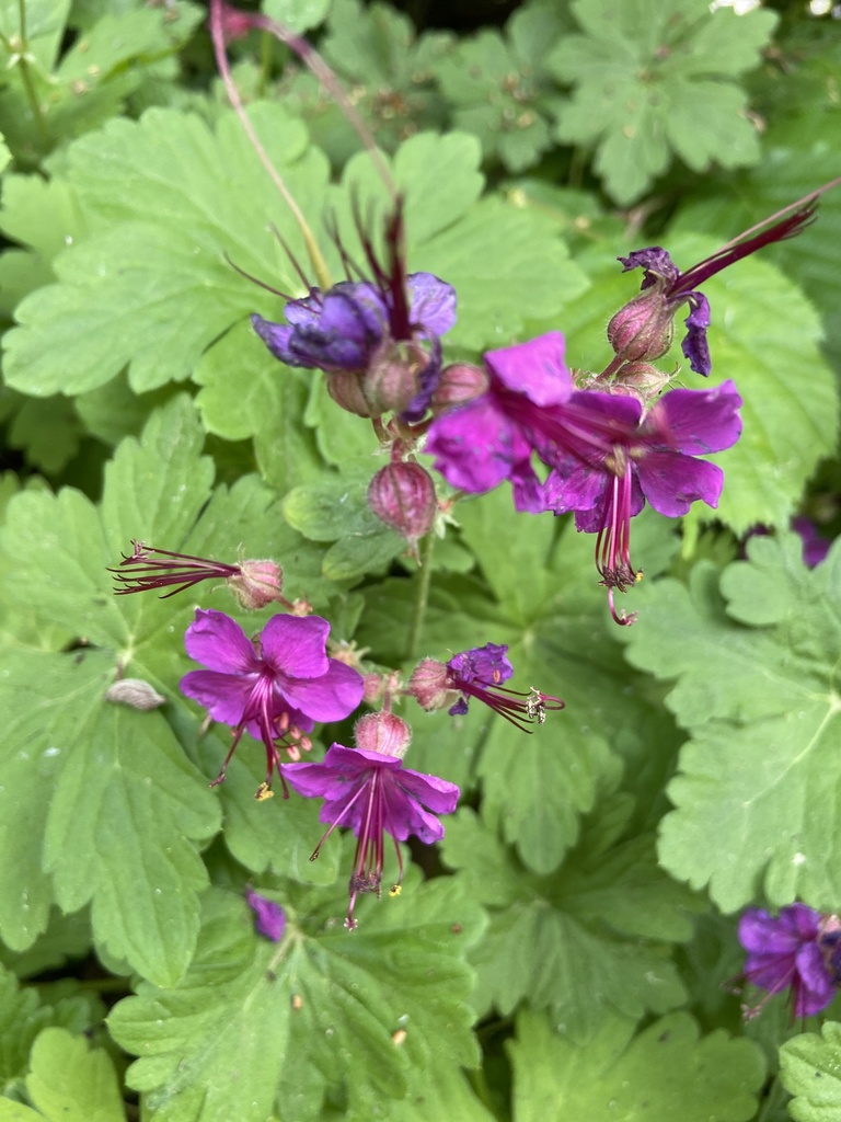Rock Crane's-bill reference