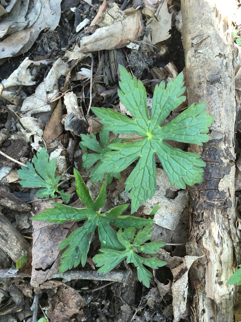 Wild Geranium reference