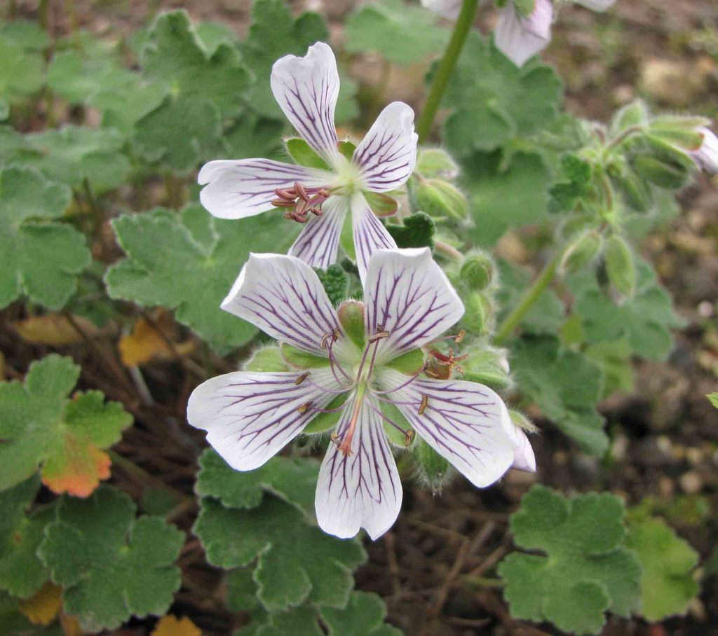 Caucasian cranesbill reference