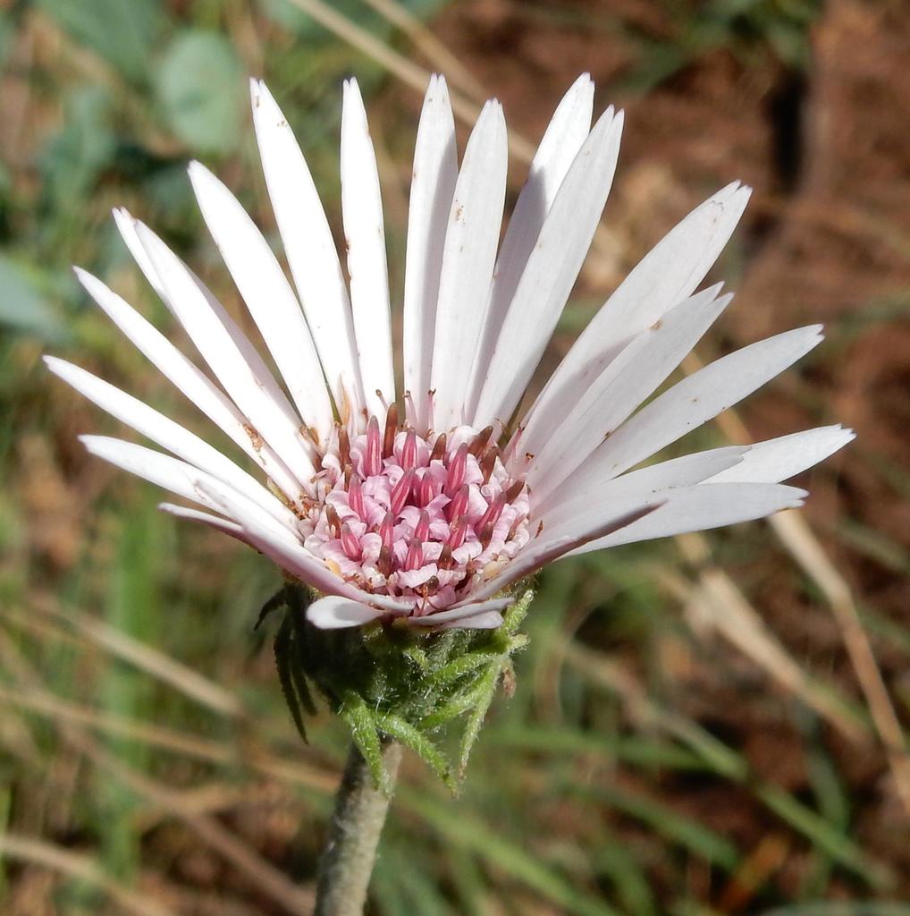 Blushing Gerbera reference