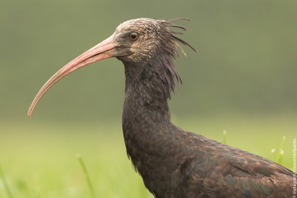 Northern Bald Ibis reference