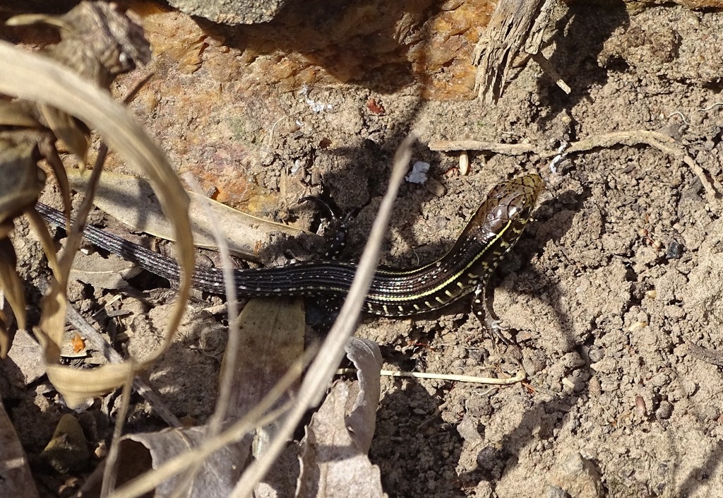 Yellow-throated Plated Lizard reference