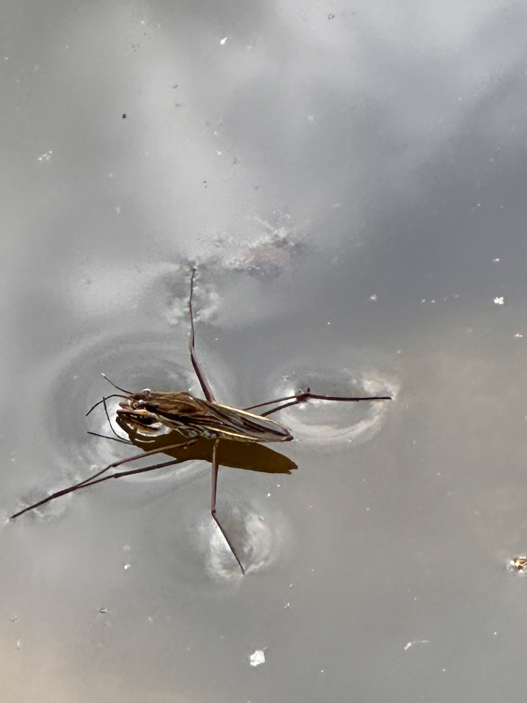 Eurasian Common Pond Skater reference