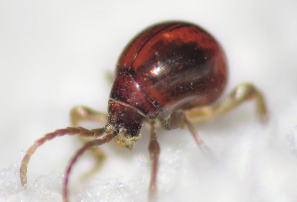 Smooth Spider Beetle reference