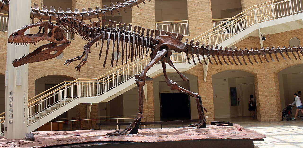 Giganotosaurus carolinii reference