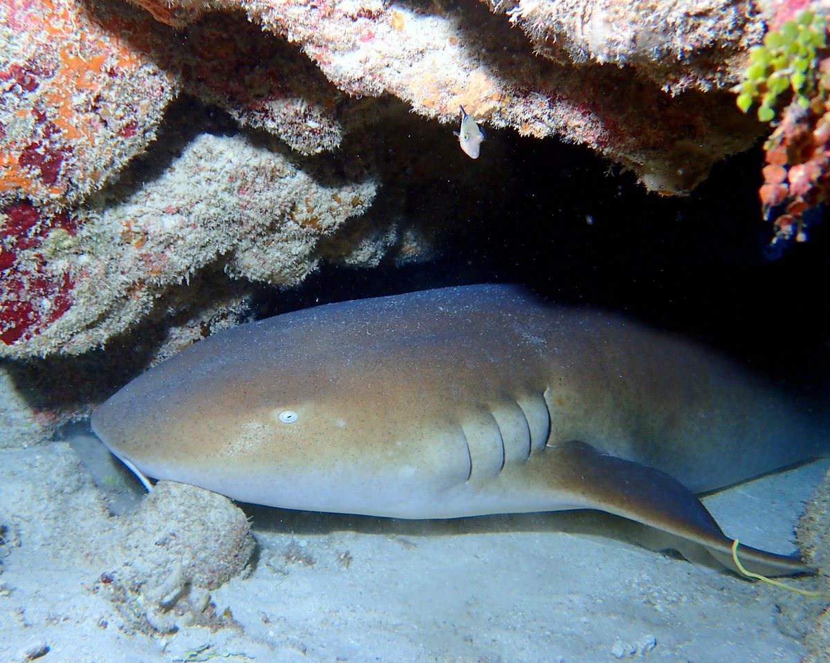 Nurse Shark reference
