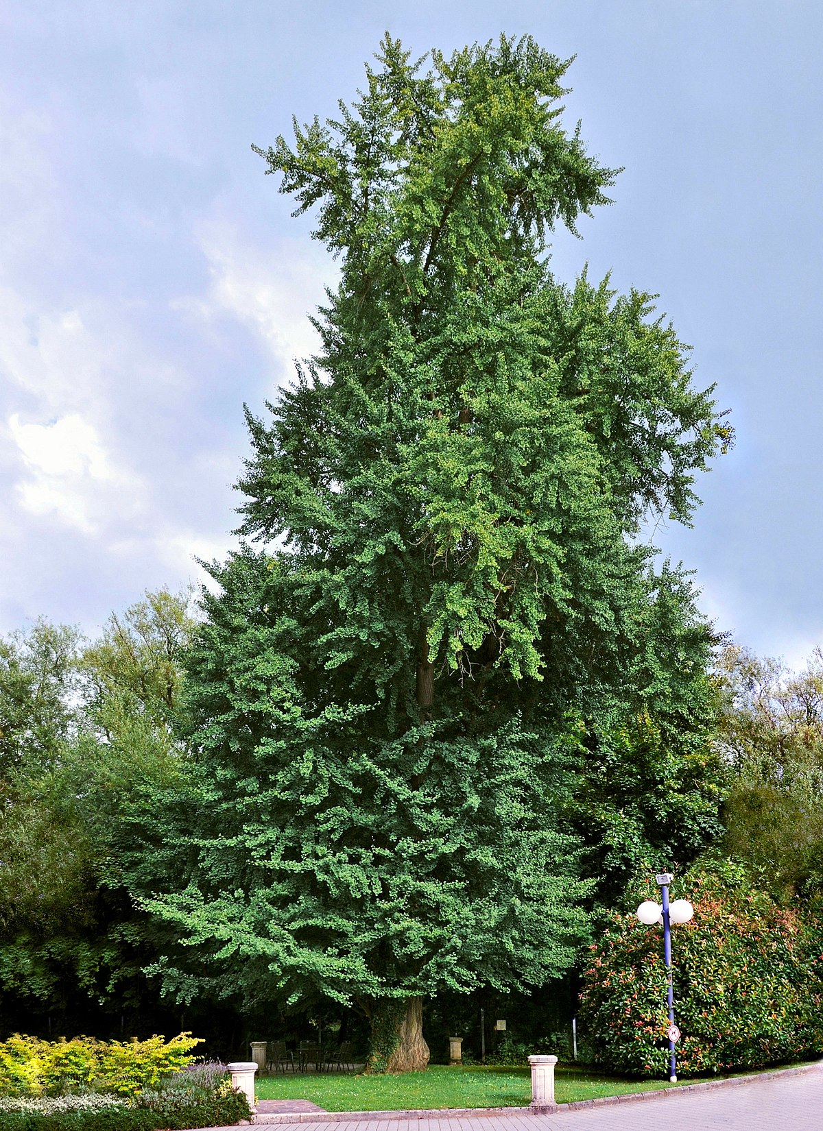 ginkgo reference