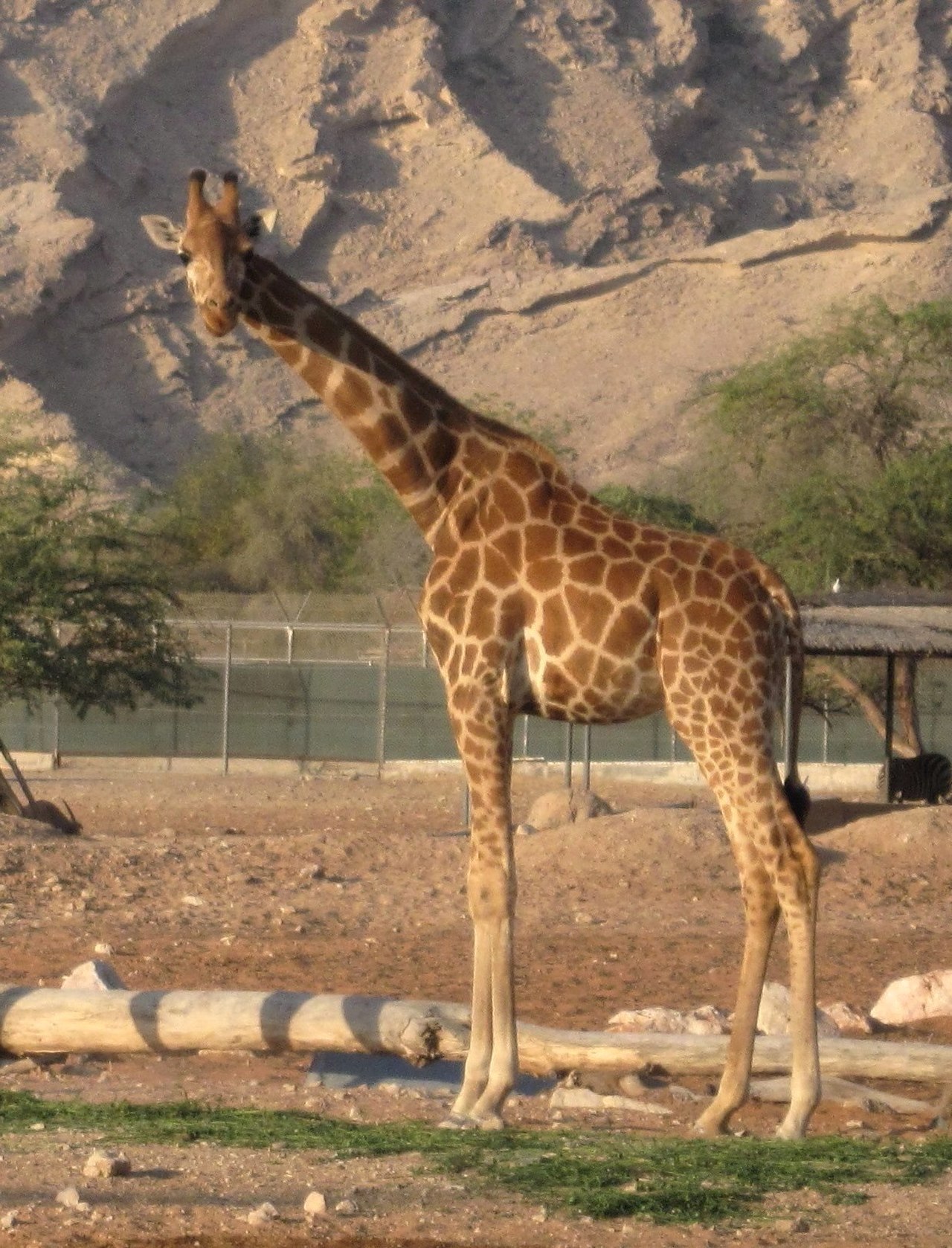 Nubian Giraffe reference