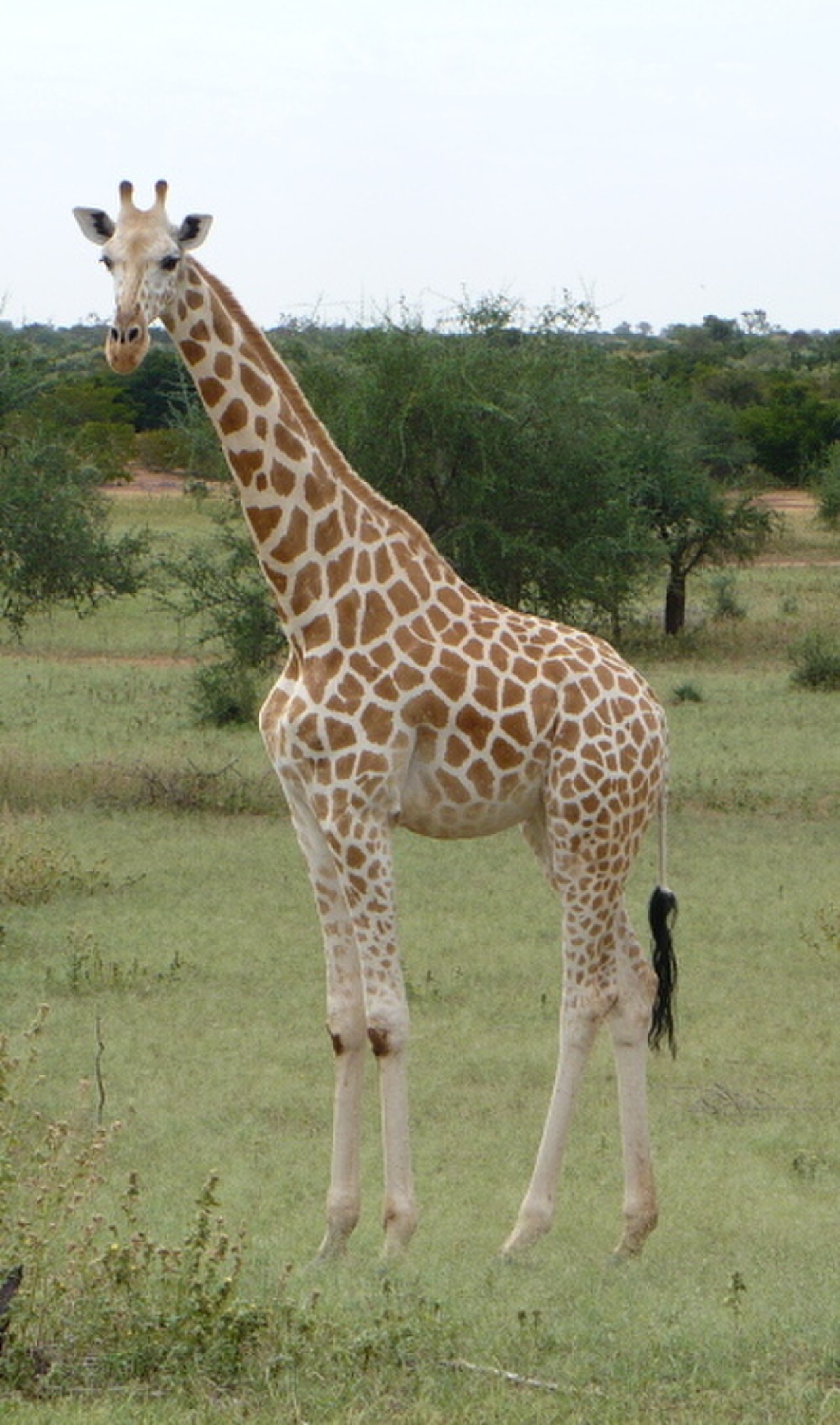 West African Giraffe reference