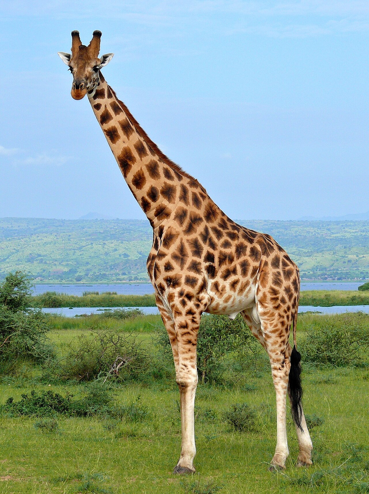 Rothschild's Giraffe reference