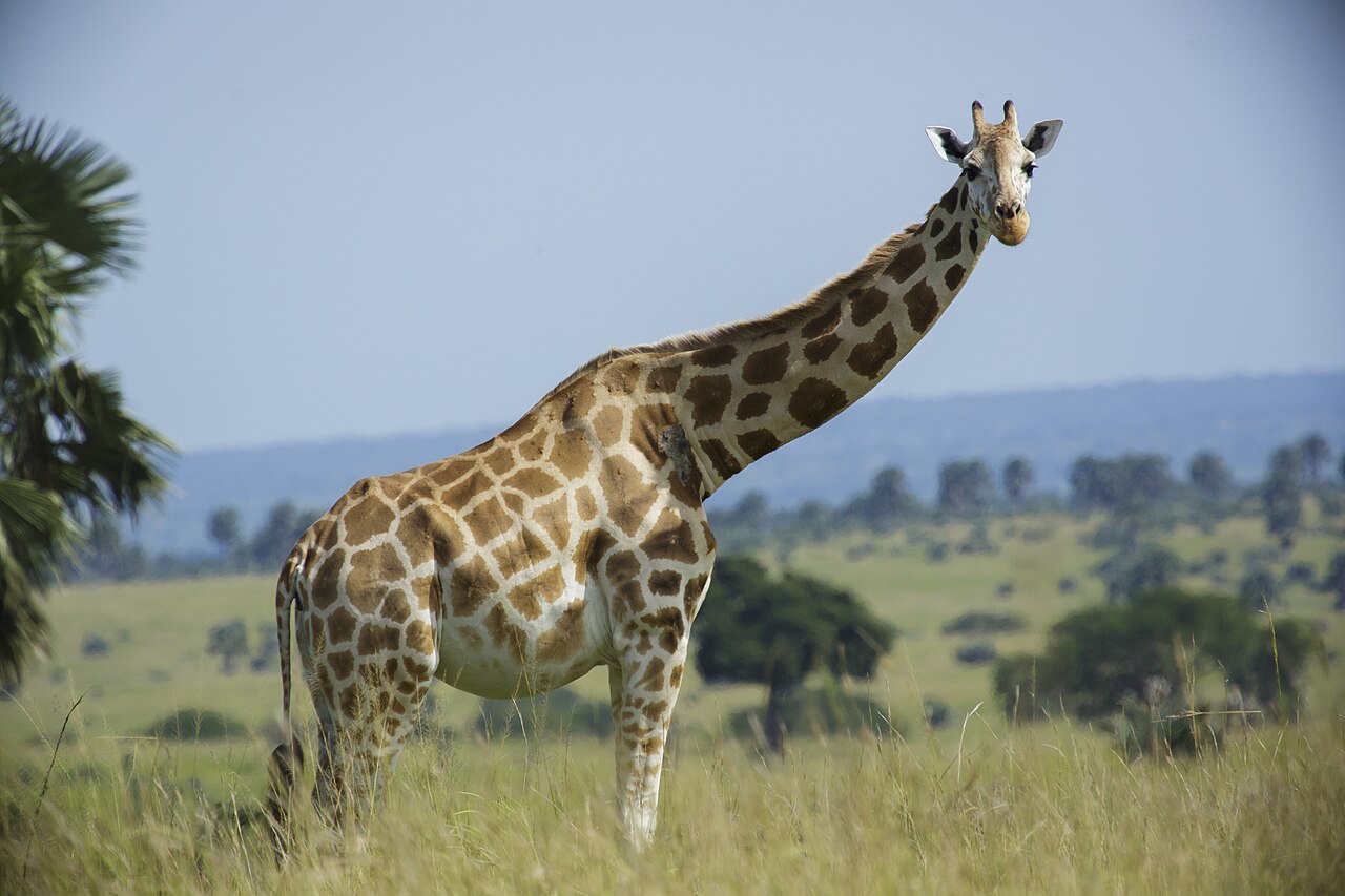 Northern Giraffe reference