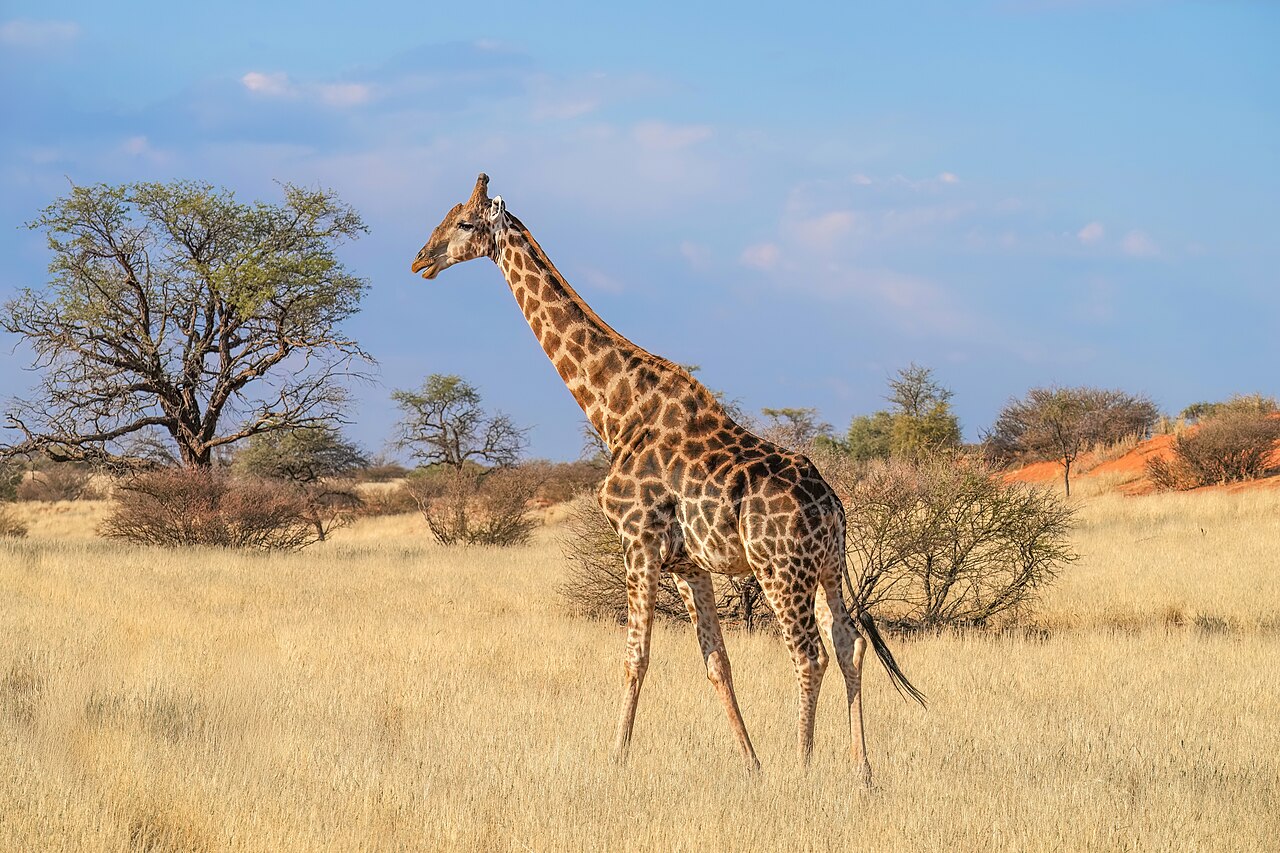 Angolan Giraffe reference