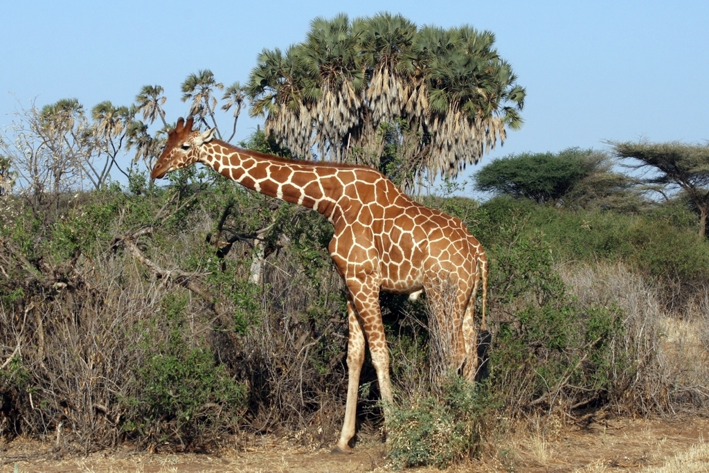 Reticulated Giraffe reference