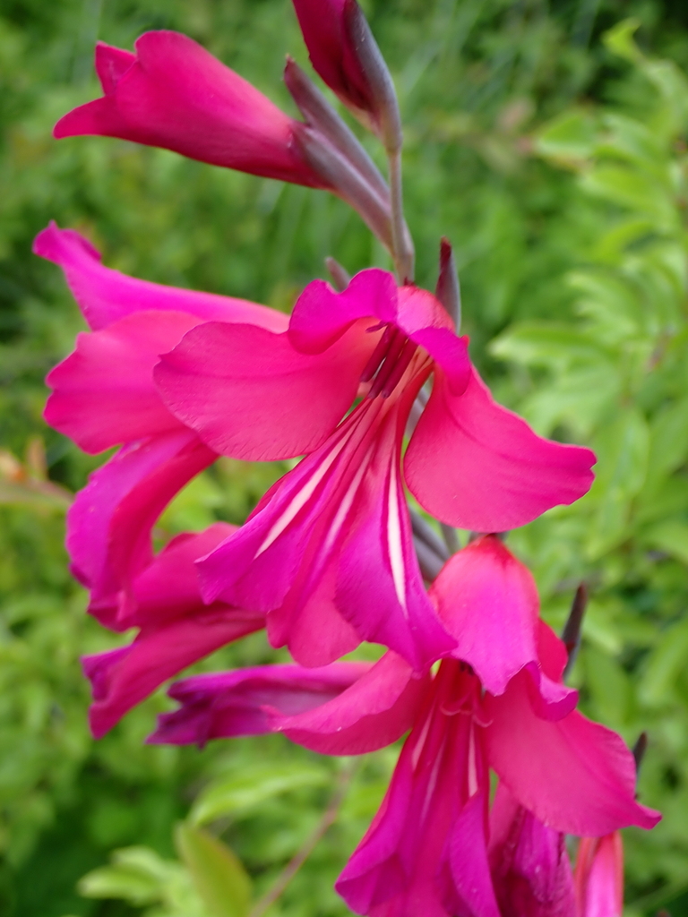 Eastern Gladiolus reference