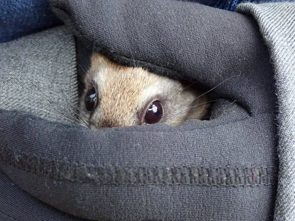 Northern Flying Squirrel reference