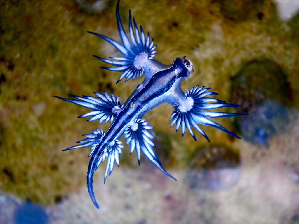 Sea Swallow reference