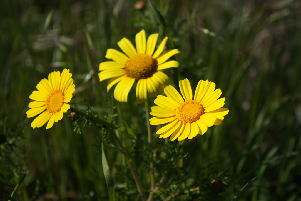 Garland Daisy reference