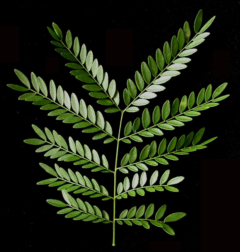 Honey Locust reference