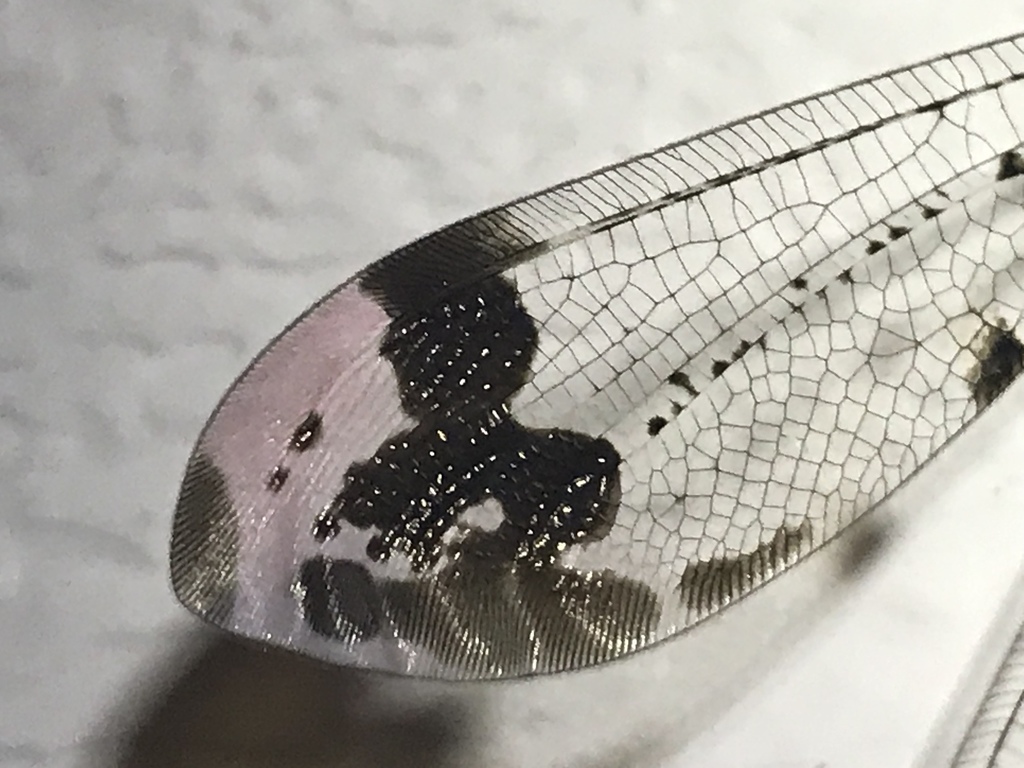 Pleasing Picture-winged Antlion reference