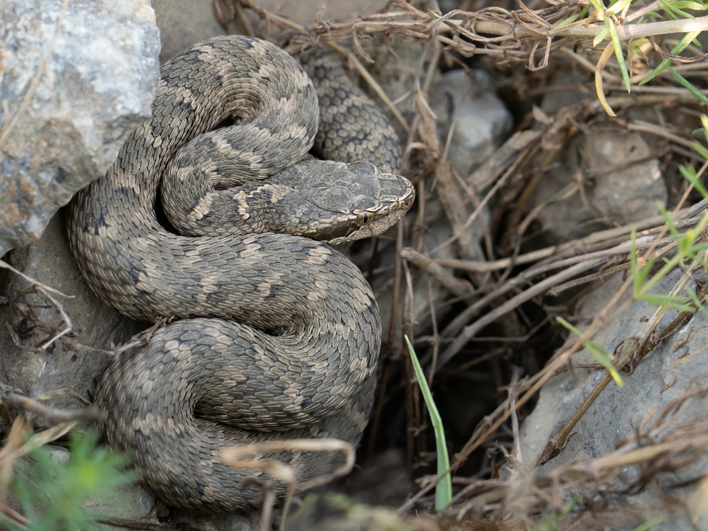 Caucasian Pitviper reference