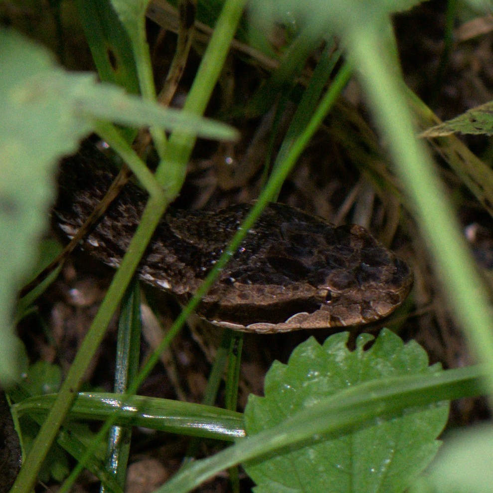 Himalayan Pitviper reference