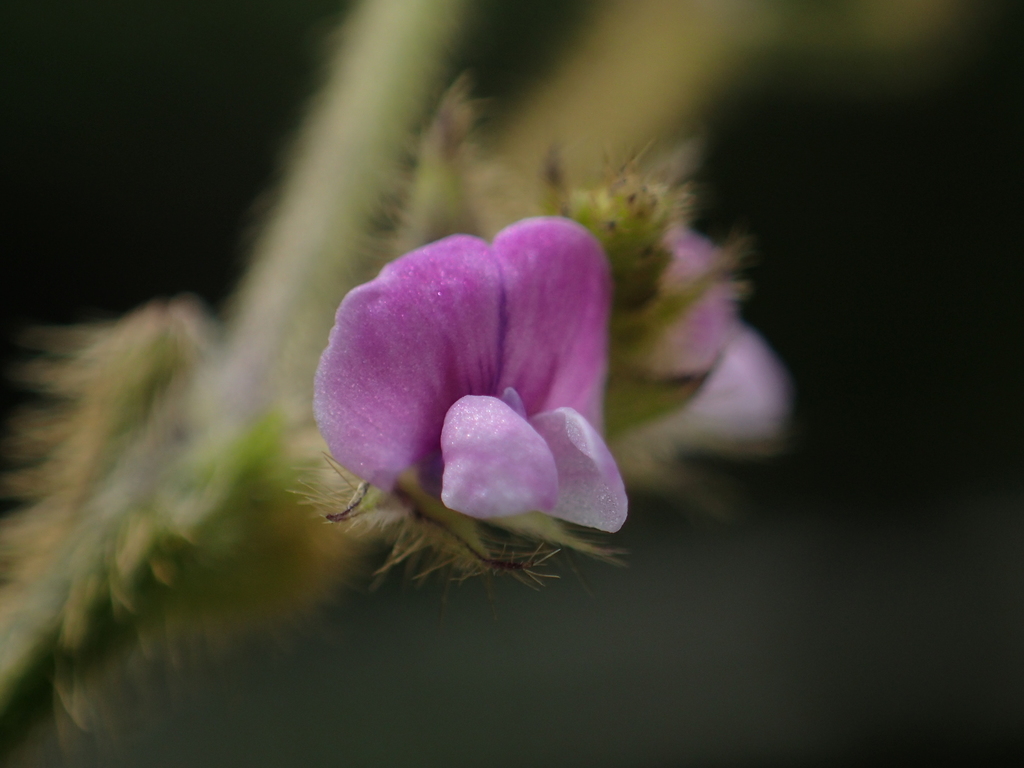 Soybean reference