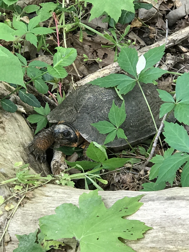 Wood Turtle reference