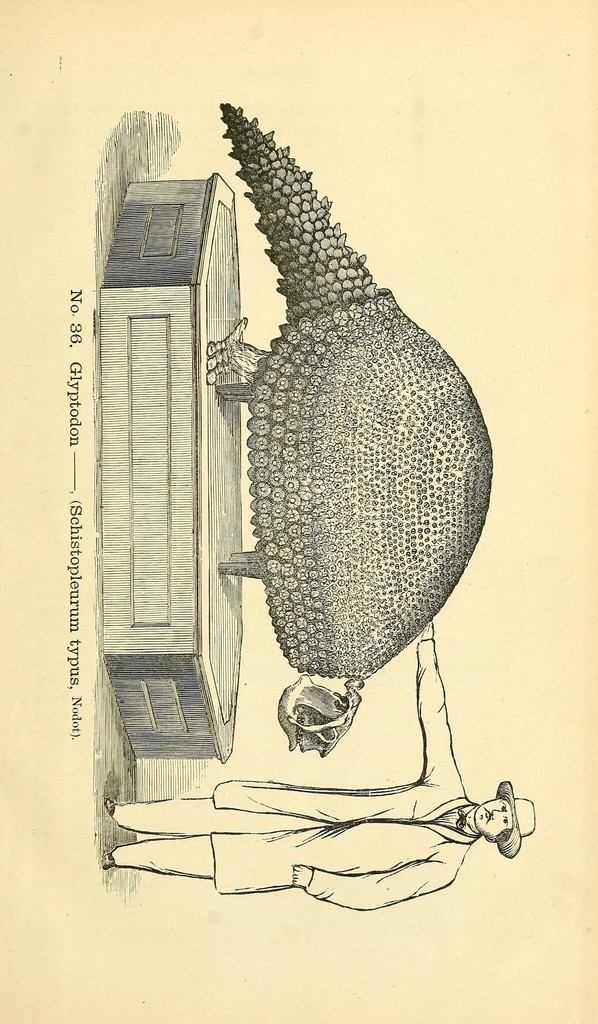 Key-foot Glyptodon reference