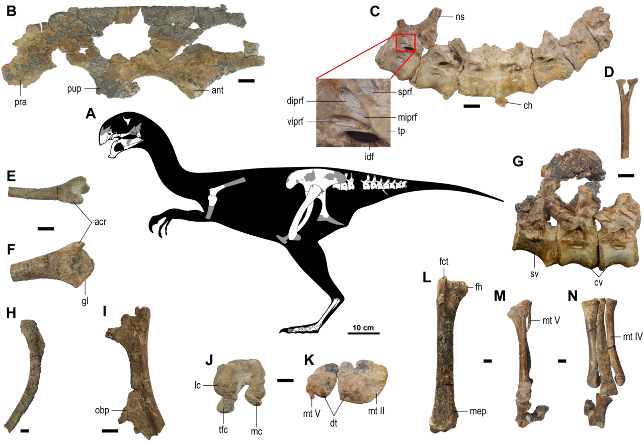 Gobiraptor minutus reference