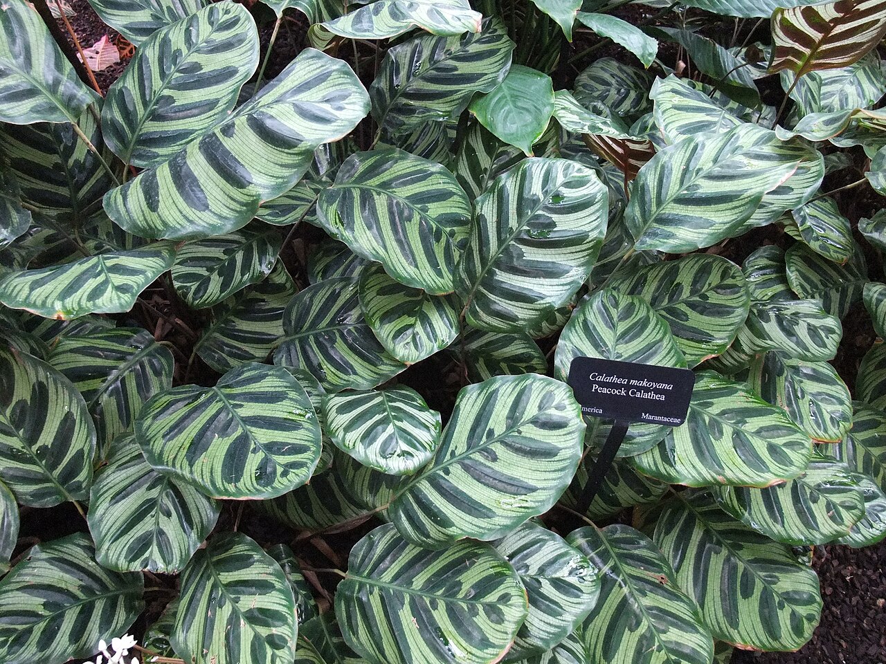 Peacock Plant reference