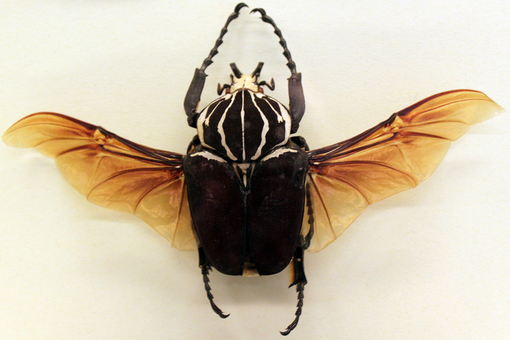Goliath Beetle reference