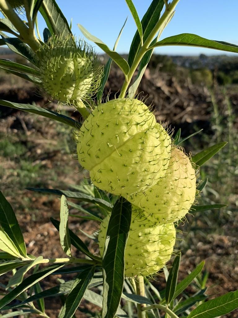 Balloonplant reference
