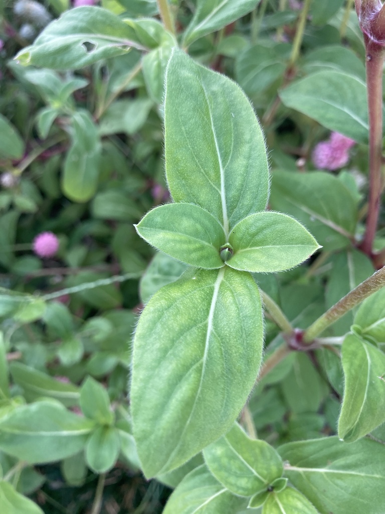 Globe Amaranth reference