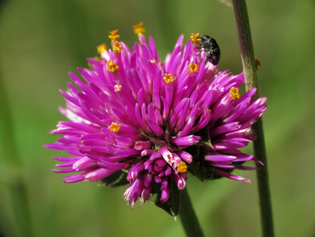 Gomphrena pulchella reference