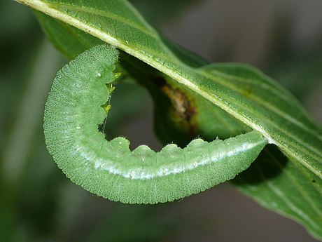 Common Brimstone reference
