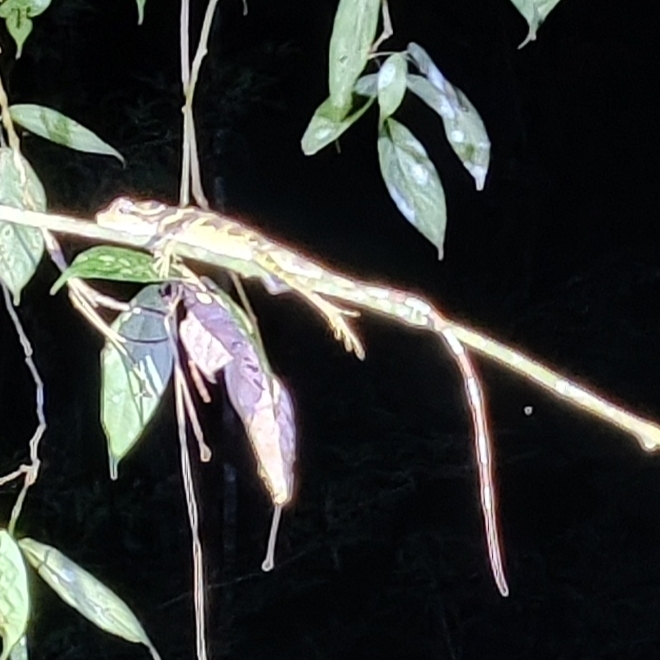 Malayan Crested Lizard reference