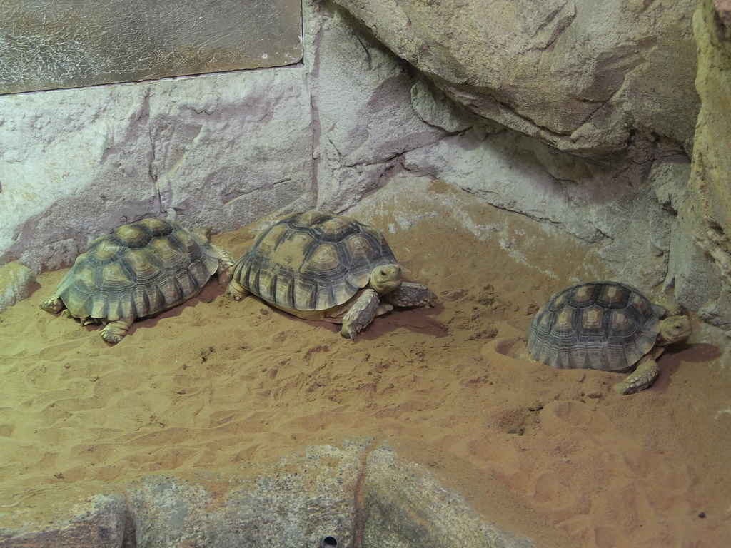 Desert Tortoise reference