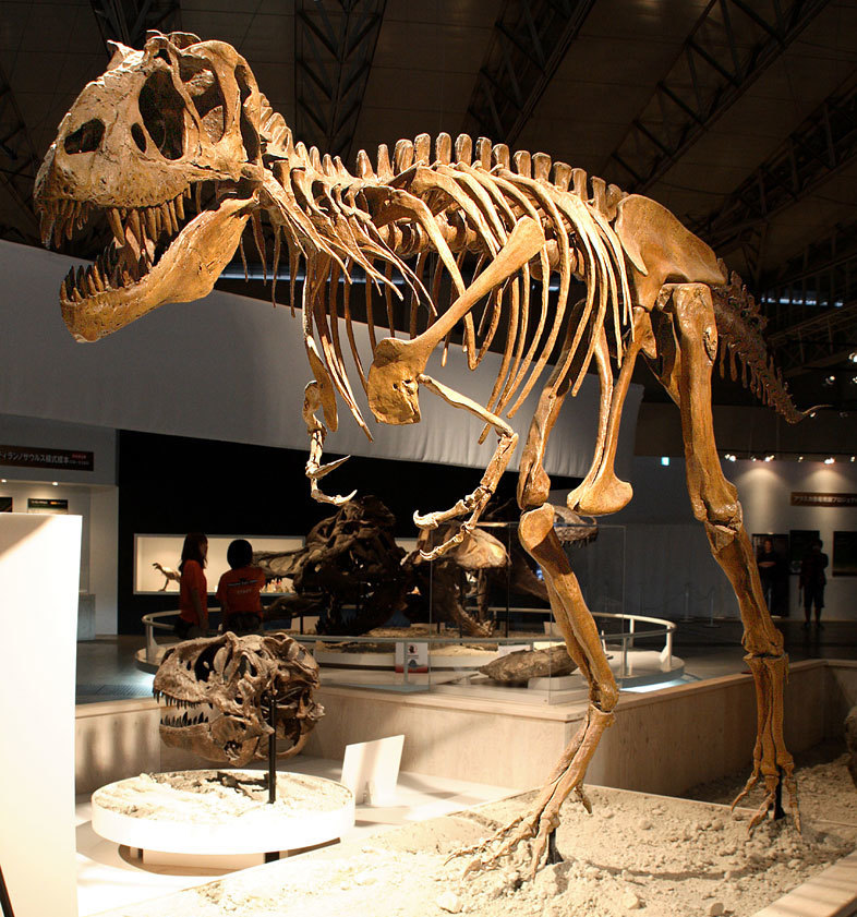 Gorgosaurus libratus reference