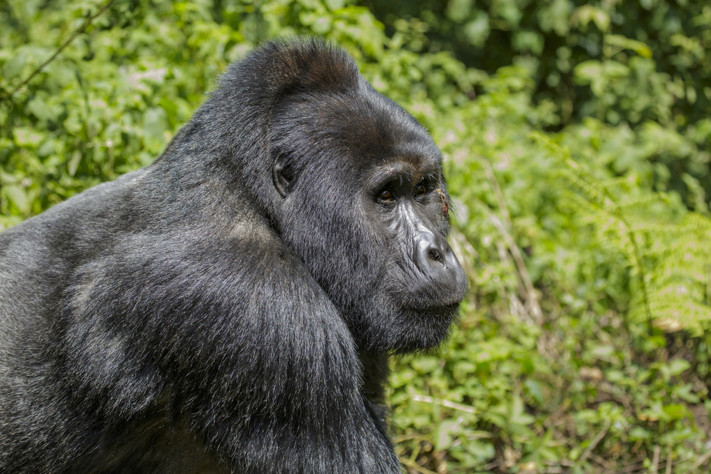 Mountain Gorilla reference
