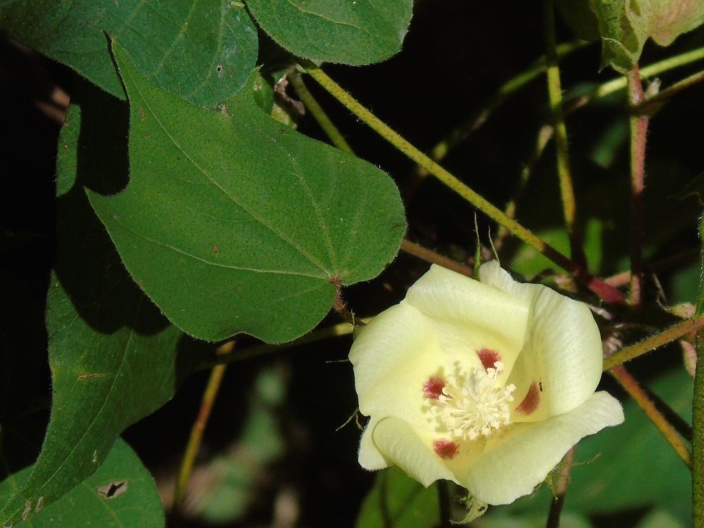 Upland Cotton reference