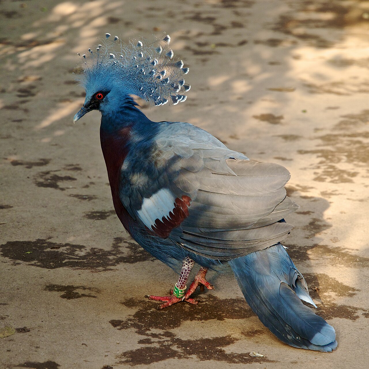 Victoria Crowned Pigeon reference