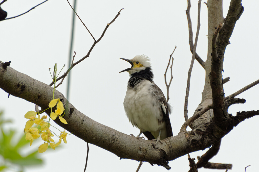 Black-collared Starling reference